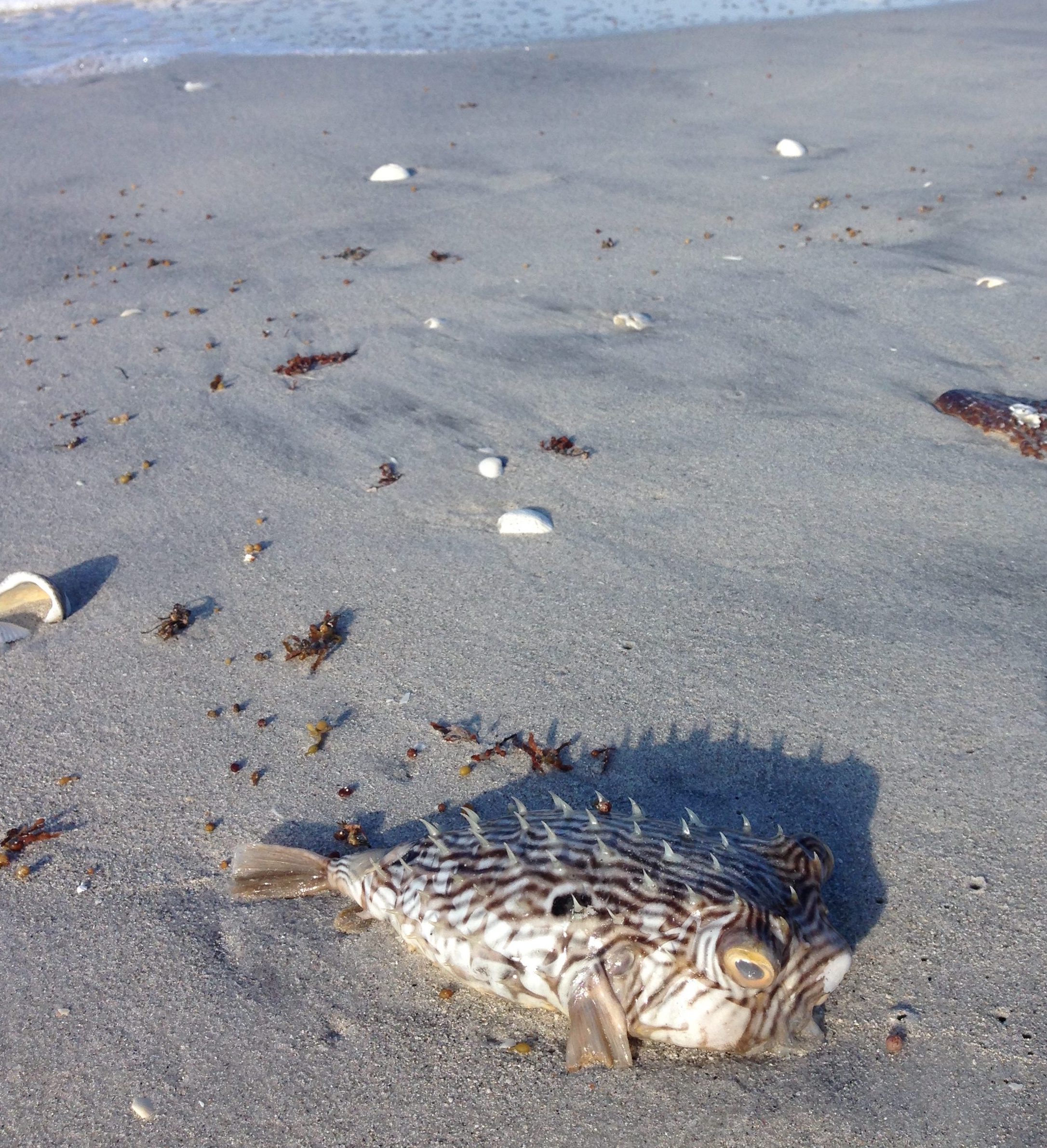 dead pufferfish on Sanibel Island beach