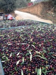 harvested olives